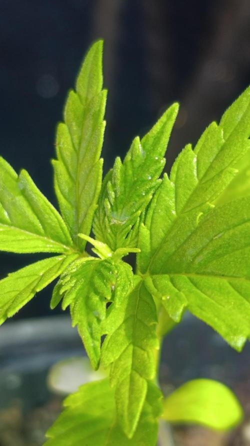 Gello Z & Xpertnutrients. Week 2