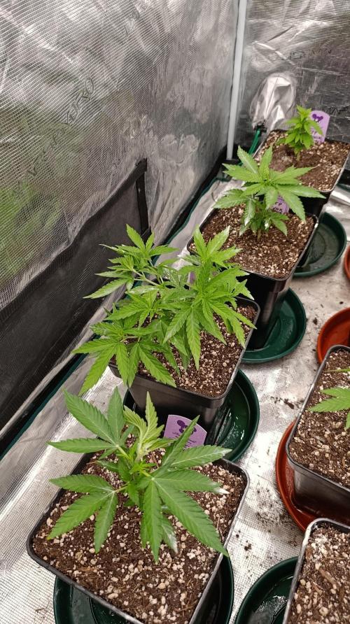 Super Lemon Cherry. Week 6