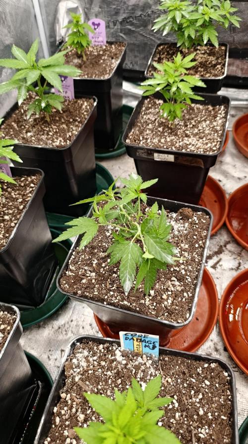 Super Lemon Cherry. Week 6