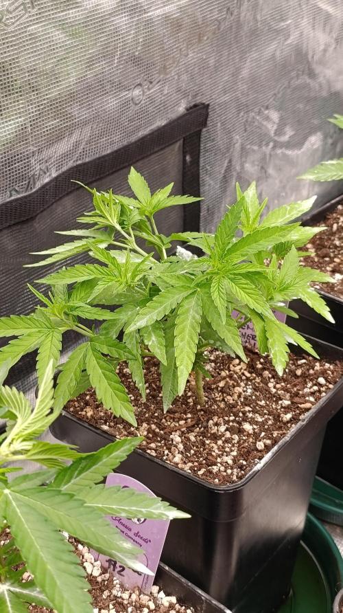 Super Lemon Cherry. Week 6