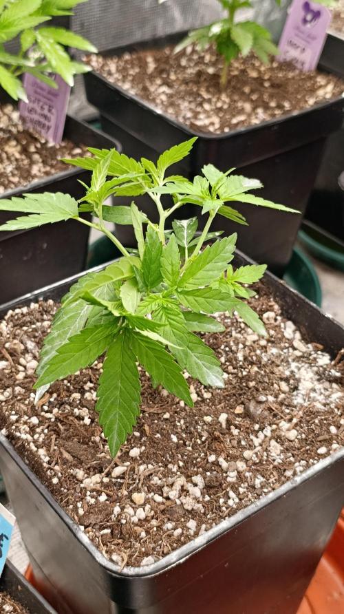 Super Lemon Cherry. Week 6