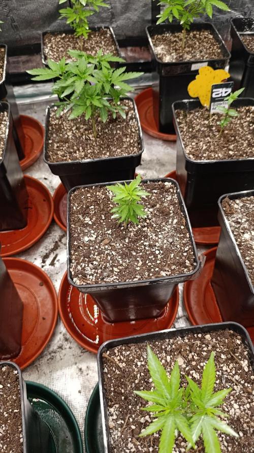 Super Lemon Cherry. Week 6