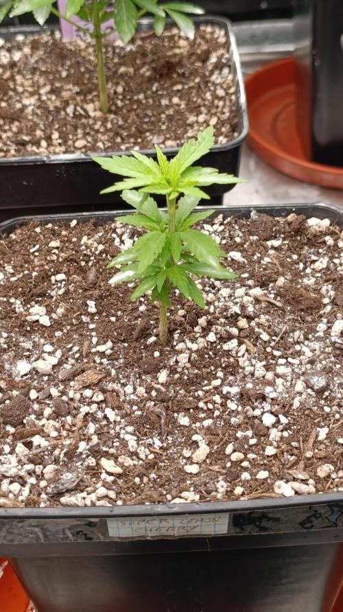 Super Lemon Cherry. Week 6