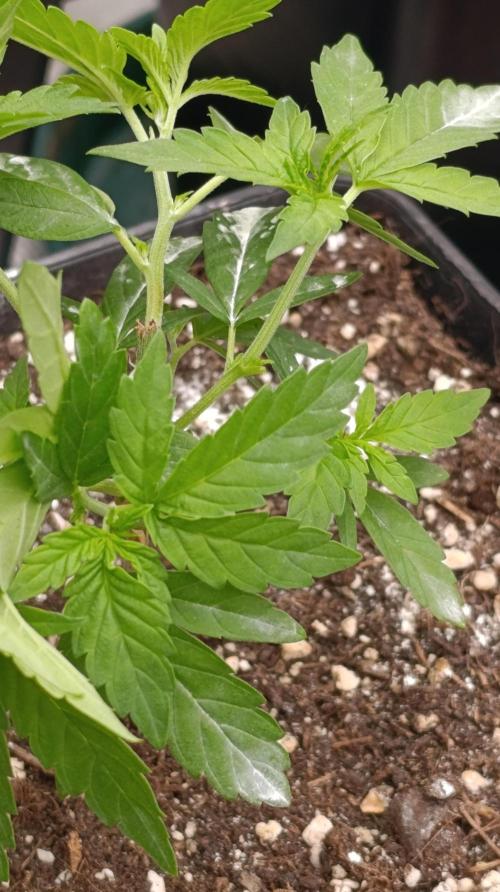 Super Lemon Cherry. Week 6