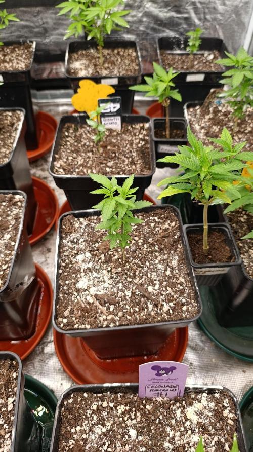 Triple Mints XXL. Week 7