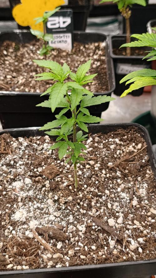 Triple Mints XXL. Week 7