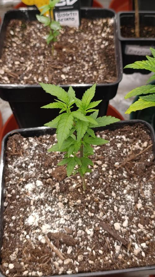 Triple Mints XXL. Week 7