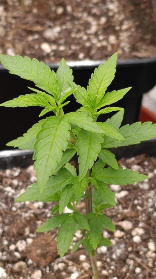 Triple Mints XXL. Week 7