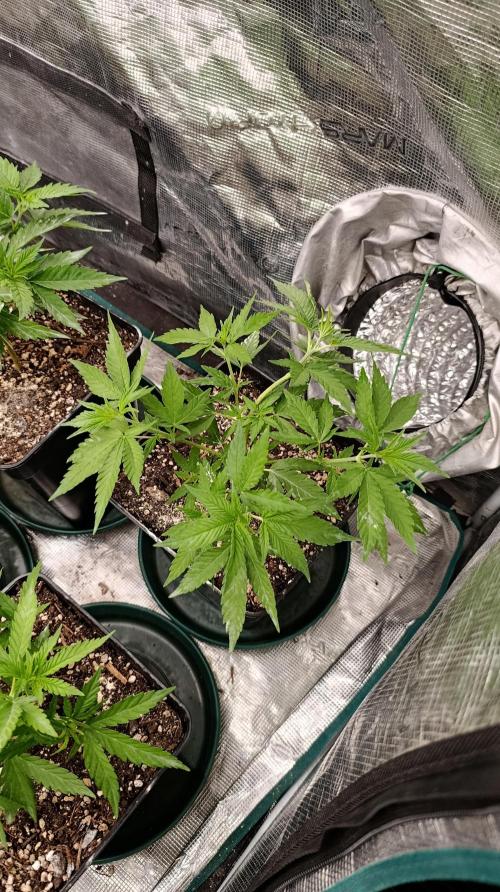 Gelonade. Week 7