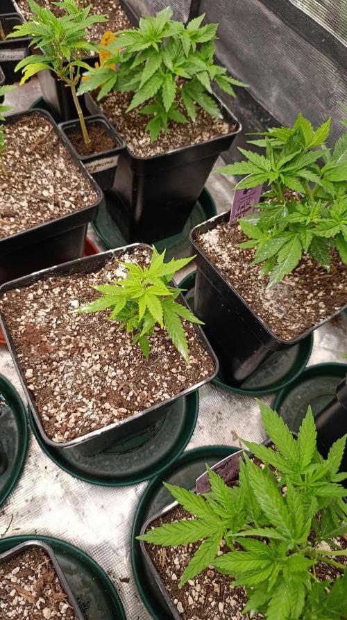 Gelonade. Week 7