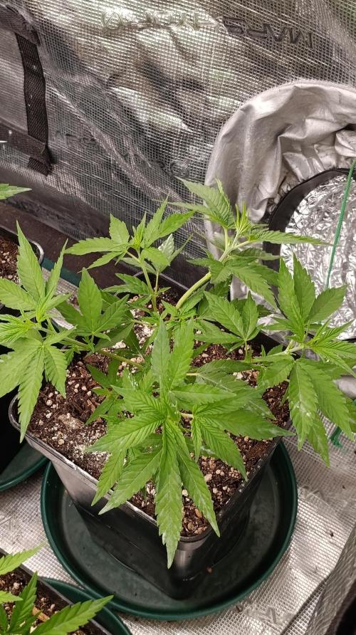 Gelonade. Week 7