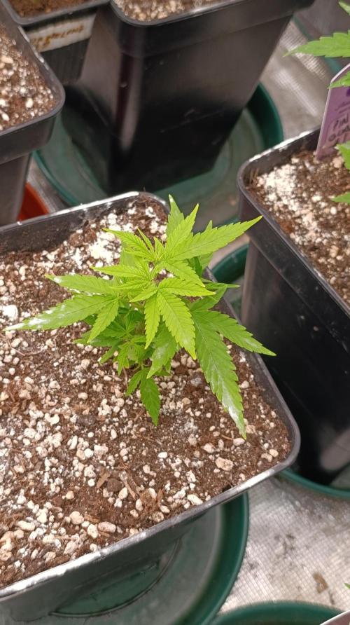 Gelonade. Week 7