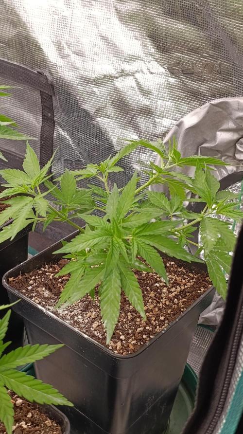 Gelonade. Week 7