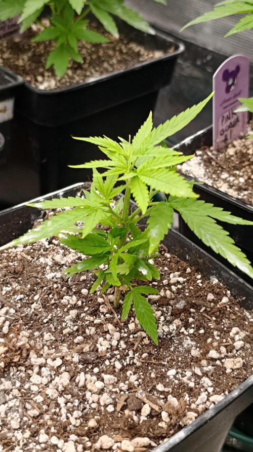 Gelonade. Week 7