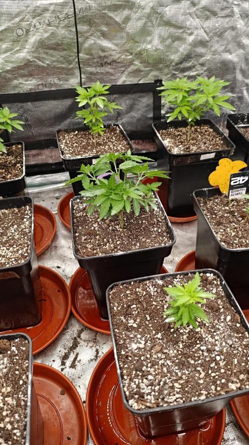 Z42 Limited Edition. Week 7