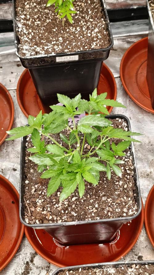 Z42 Limited Edition. Week 7