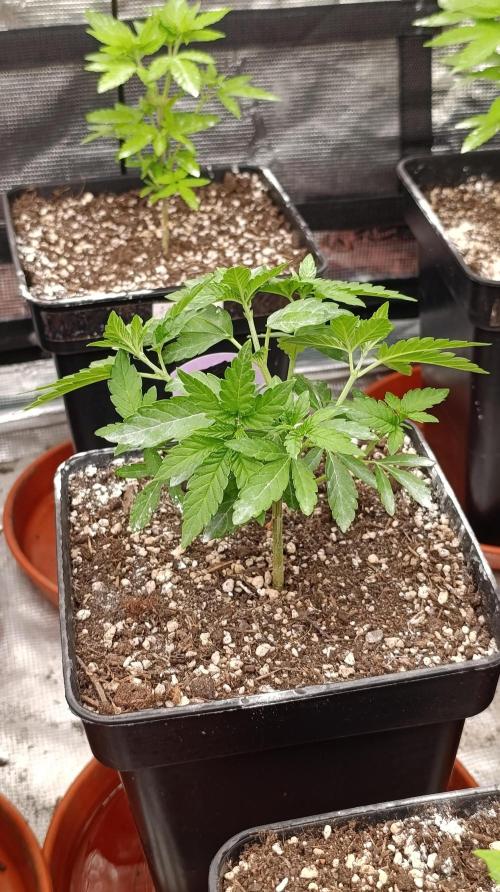 Z42 Limited Edition. Week 7
