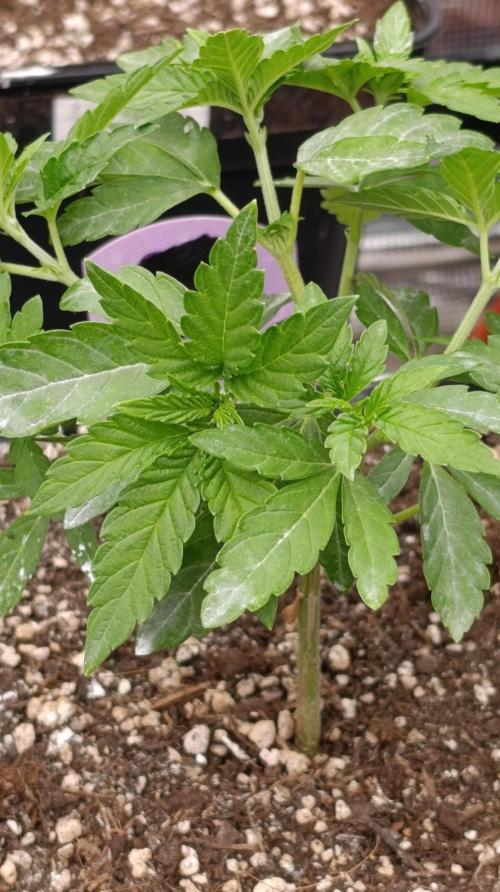 Z42 Limited Edition. Week 7