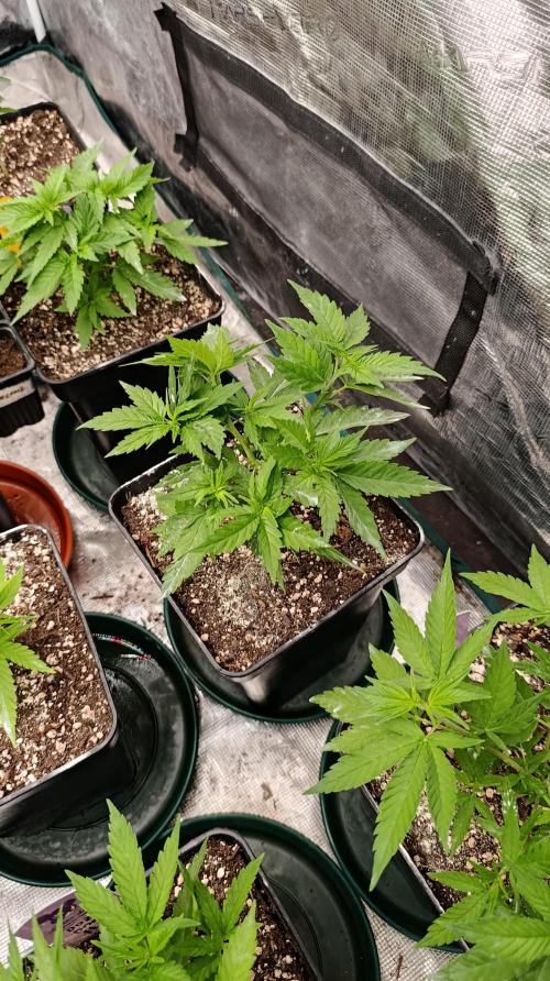 Pink Guava F1 FV. Week 7