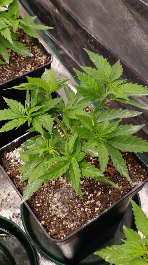Pink Guava F1 FV. Week 7