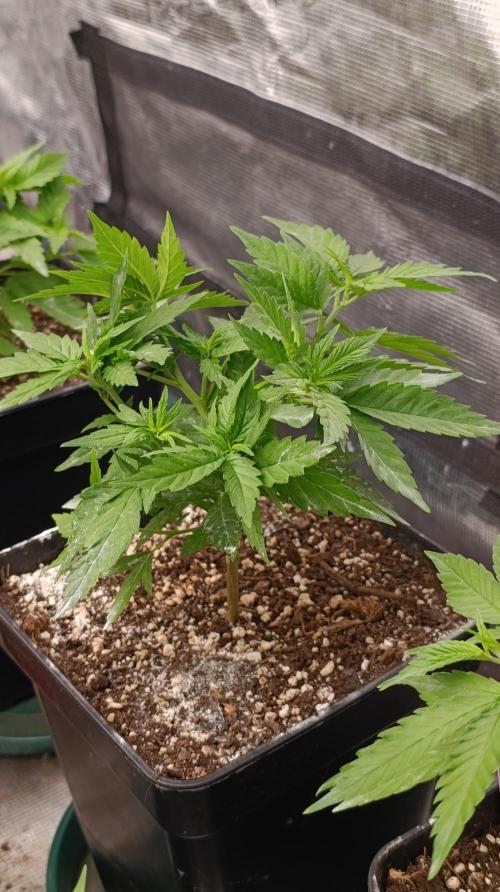 Pink Guava F1 FV. Week 7