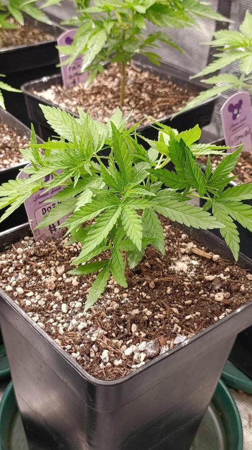 Dozy Don. Week 7