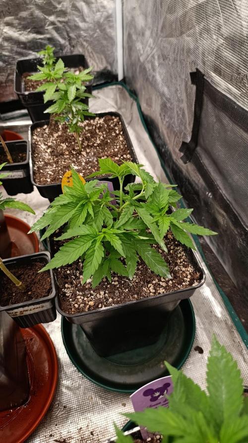 Iced Lemon Watermelon. Week 7