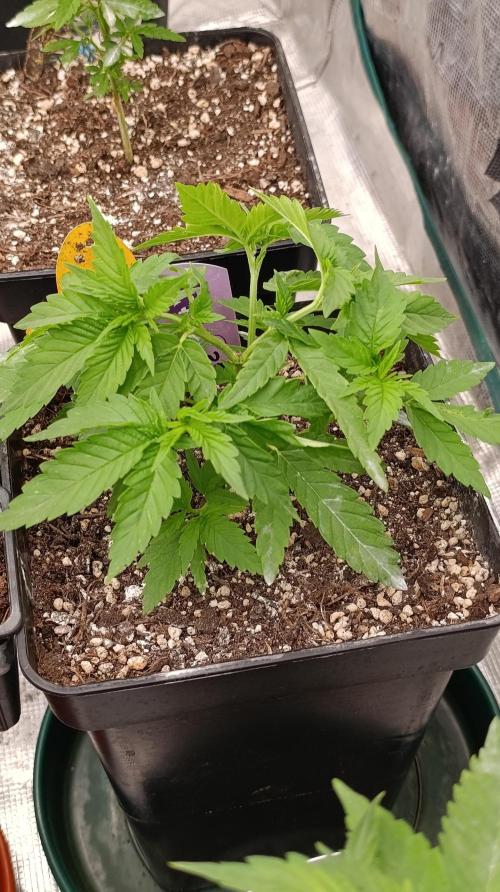 Iced Lemon Watermelon. Week 7