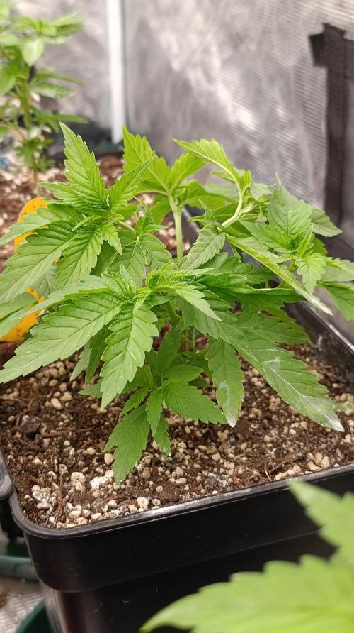 Iced Lemon Watermelon. Week 7