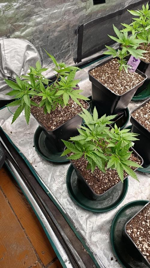 Cosmic Cheddar F1. Week 7