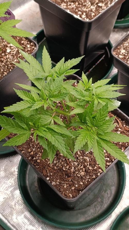 Cosmic Cheddar F1. Week 7