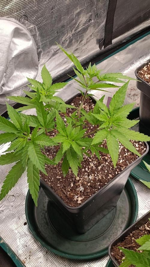 Cosmic Cheddar F1. Week 7