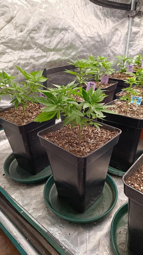 Cosmic Cheddar F1. Week 7