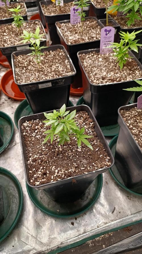 Astro Lemonade F1. Week 6