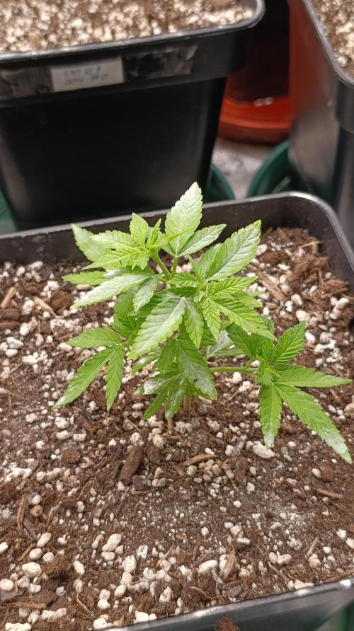 Astro Lemonade F1. Week 6