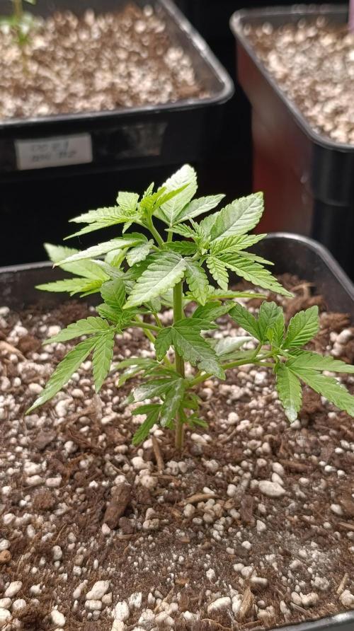 Astro Lemonade F1. Week 6