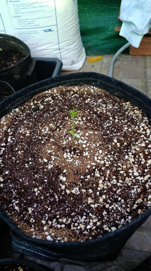 Gello Z & Xpertnutrients. Week 3