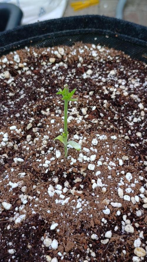 Gello Z & Xpertnutrients. Week 3