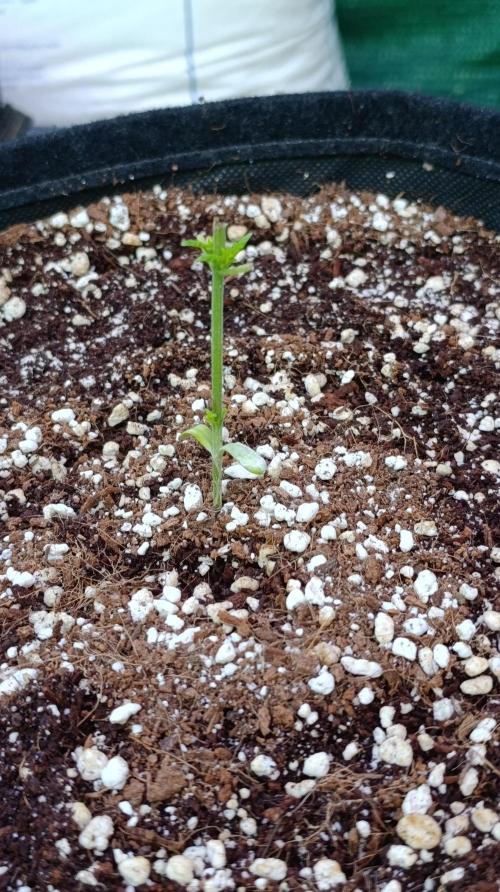 Gello Z & Xpertnutrients. Week 3
