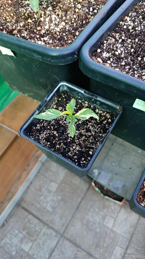 Variegated Parmigiano. Week 3