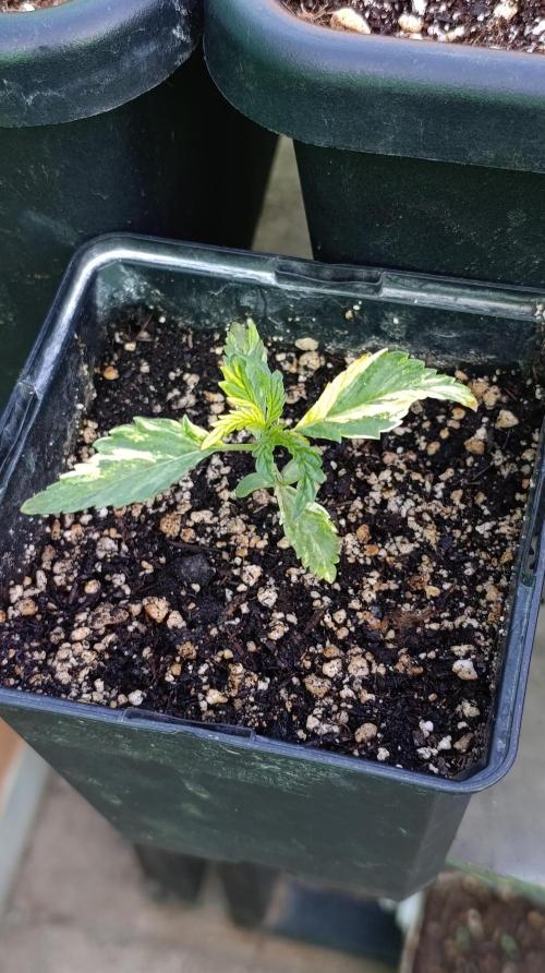 Variegated Parmigiano. Week 3