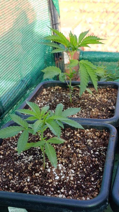 Variegated Parmigiano. Week 3