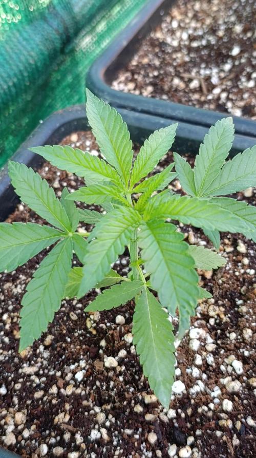 Variegated Parmigiano. Week 3