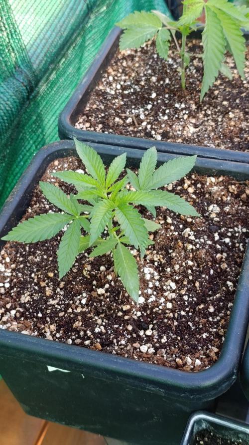 Variegated Parmigiano. Week 3