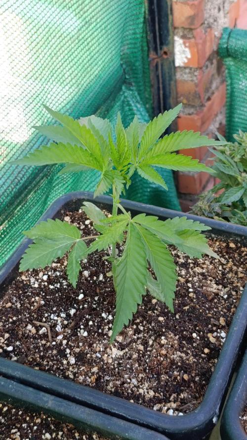 Variegated Parmigiano. Week 3