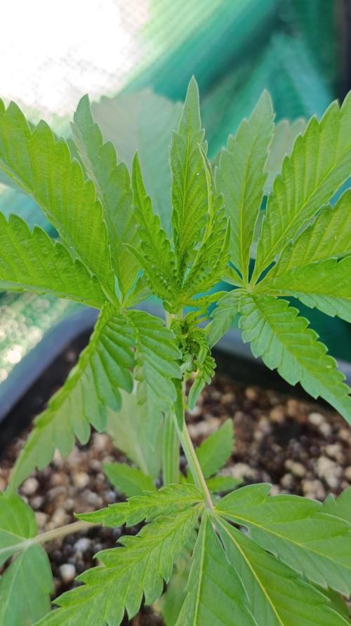Variegated Parmigiano. Week 3