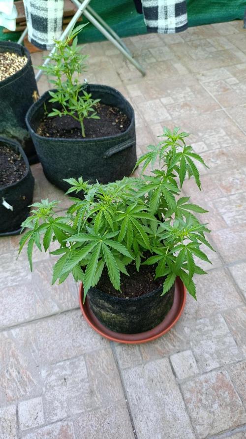 Permanent Marker XXL Auto. Week 7