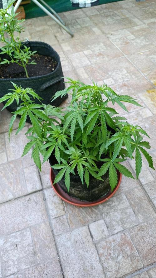 Permanent Marker XXL Auto. Week 7