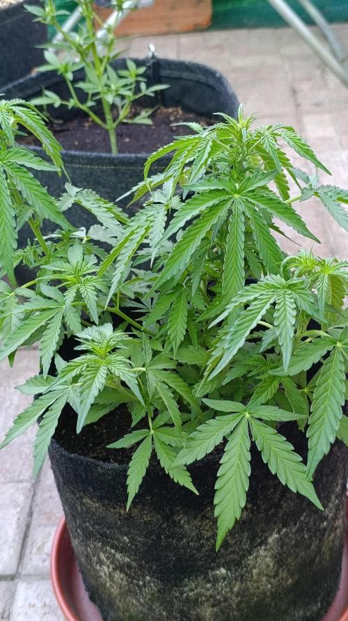 Permanent Marker XXL Auto. Week 7