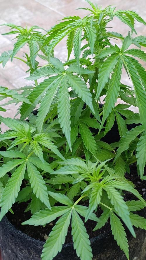 Permanent Marker XXL Auto. Week 7